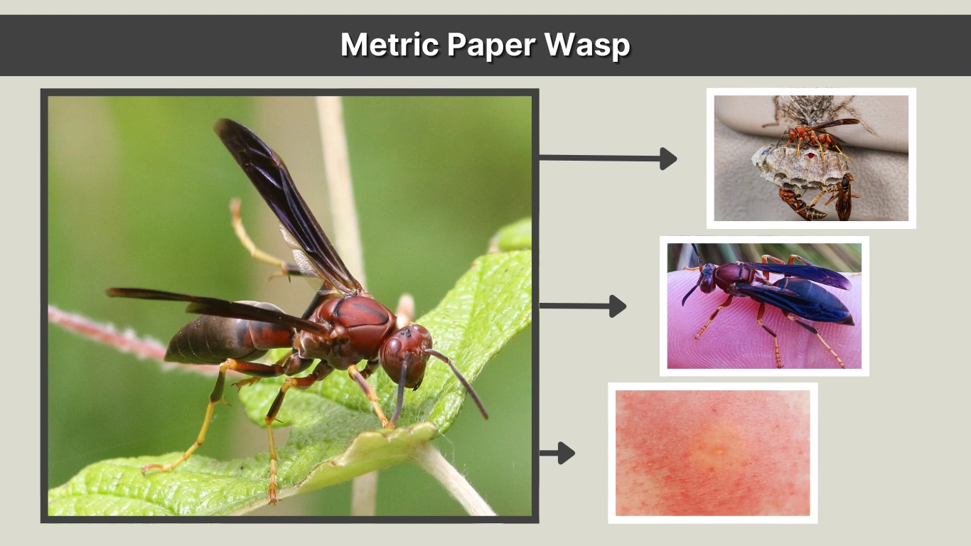 Metric Paper Wasp Identification, Sting, and Behavior