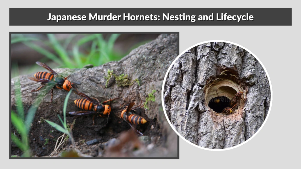 Japanese Murder Hornets: Nesting and Lifecycle