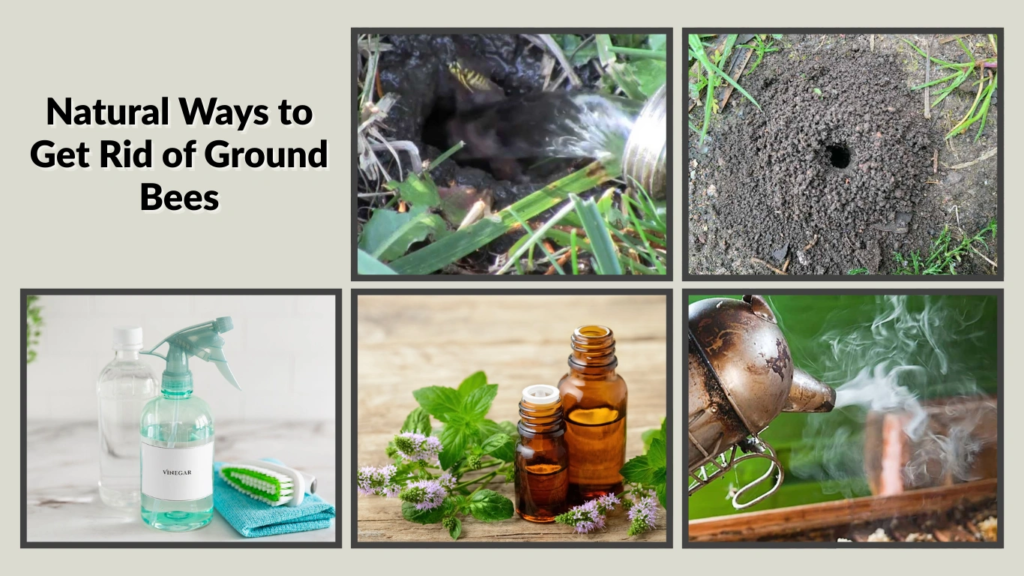 Natural Ways to Get Rid of Ground Bees