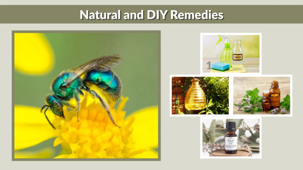 Natural and DIY Remedies