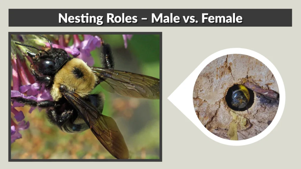Nesting Roles – Male vs. Female