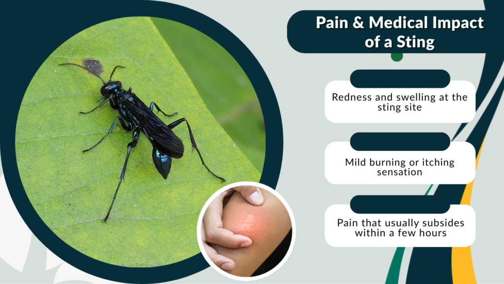 Pain & Medical Impact of a Sting