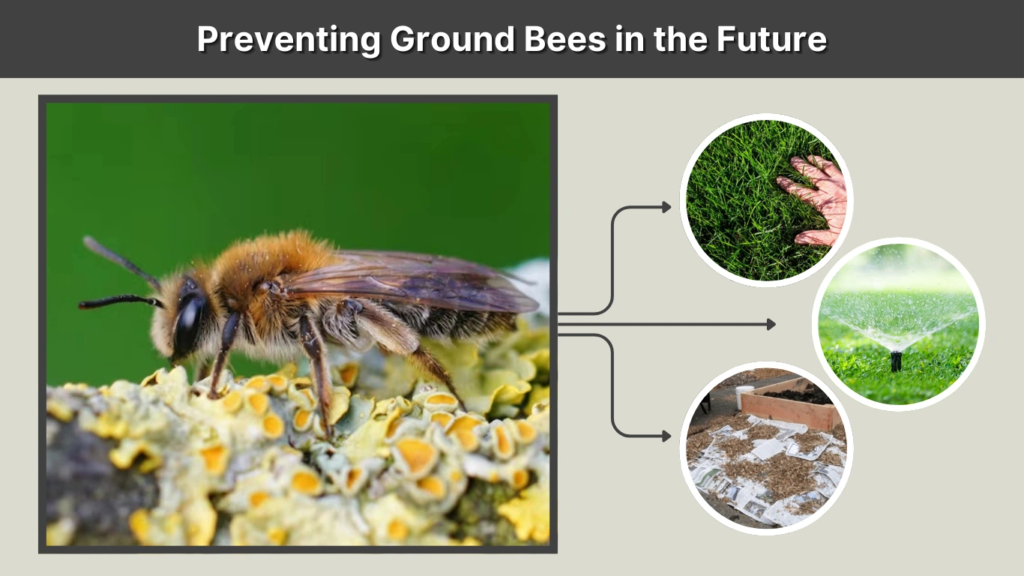 Preventing Ground Bees in the Future
