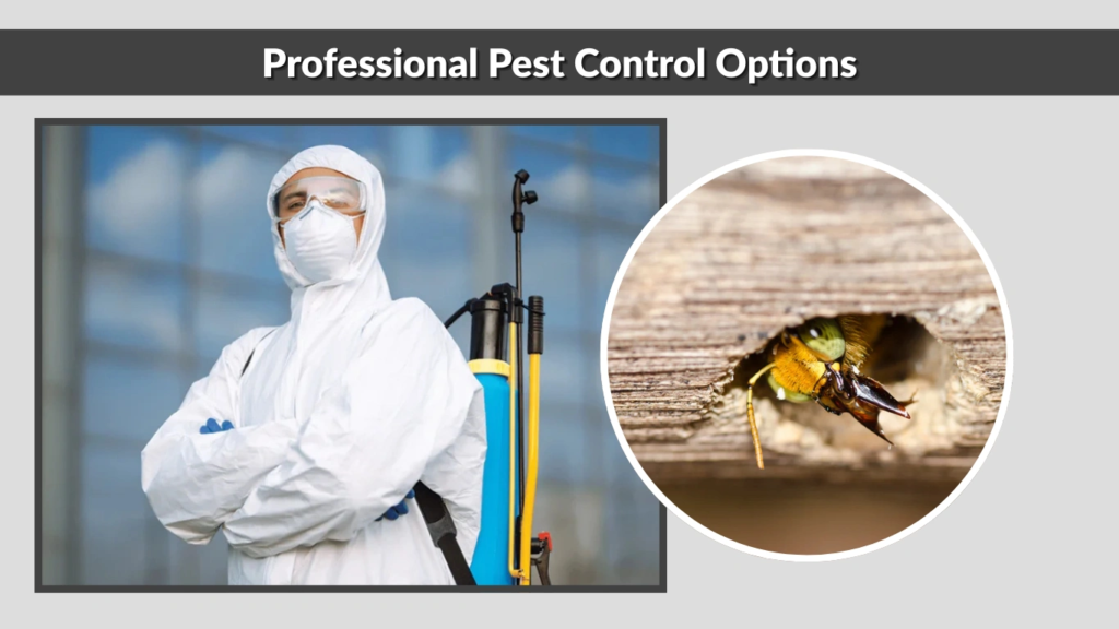 Professional Pest Control Options