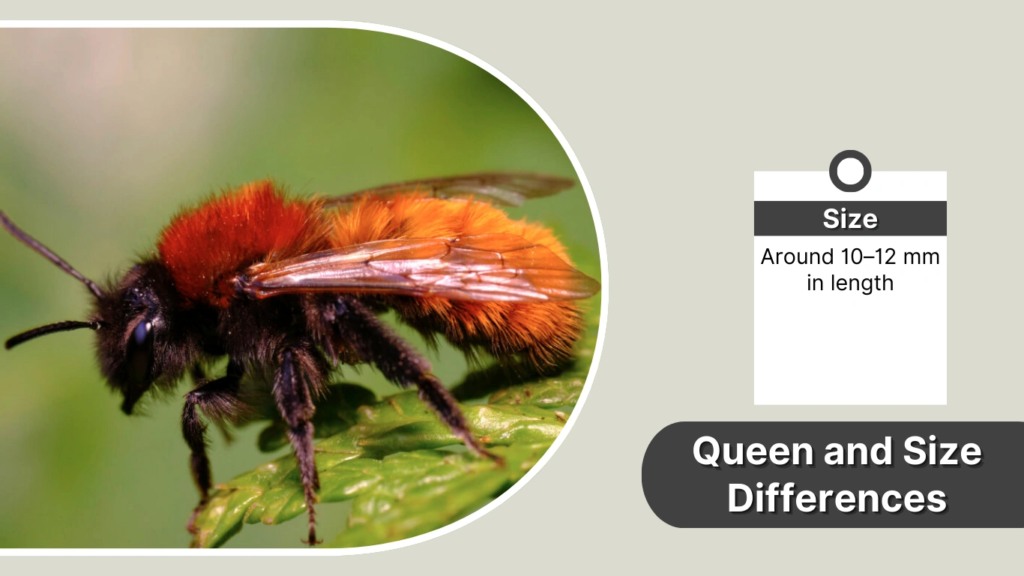 Queen and Size Differences