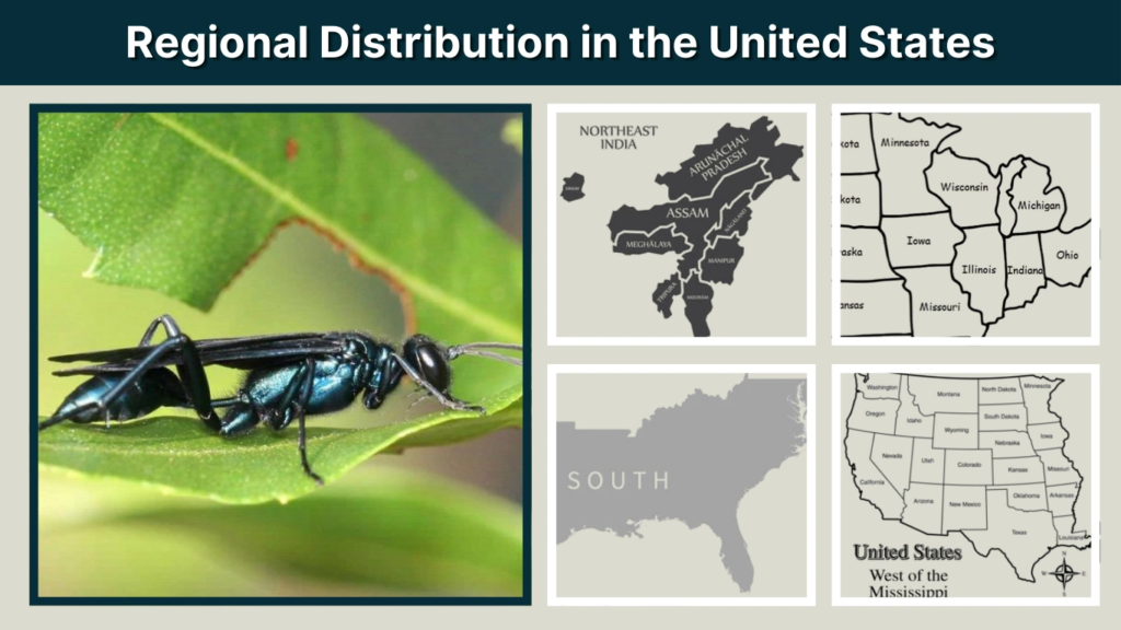 Regional Distribution in the United States