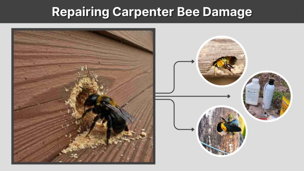 Repairing Carpenter Bee Damage
