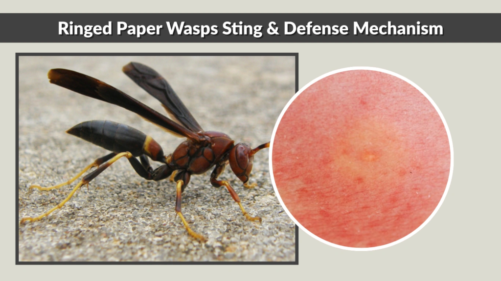 Ringed Paper Wasps Sting & Defense Mechanism