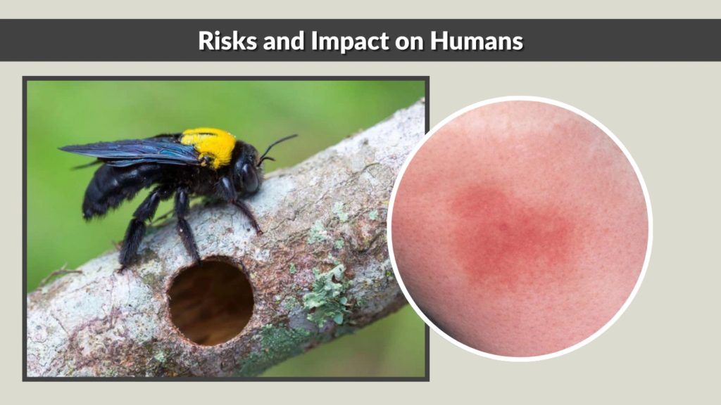 Risks and Impact on Humans