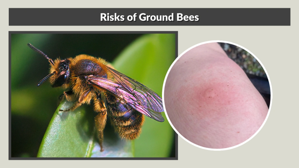 Risks of Ground Bees