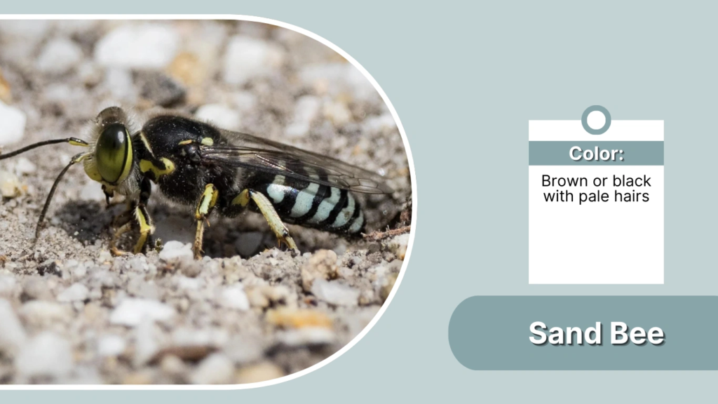 Sand Bee