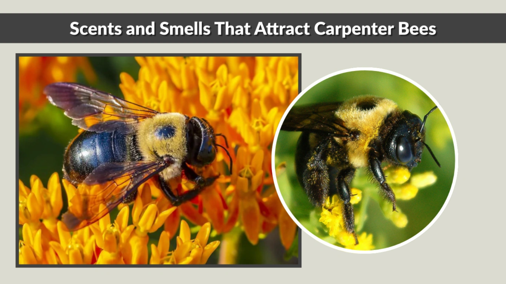 Scents and Smells That Attract Carpenter Bees