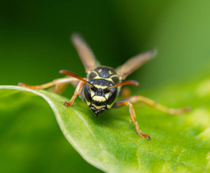 Paper Wasps