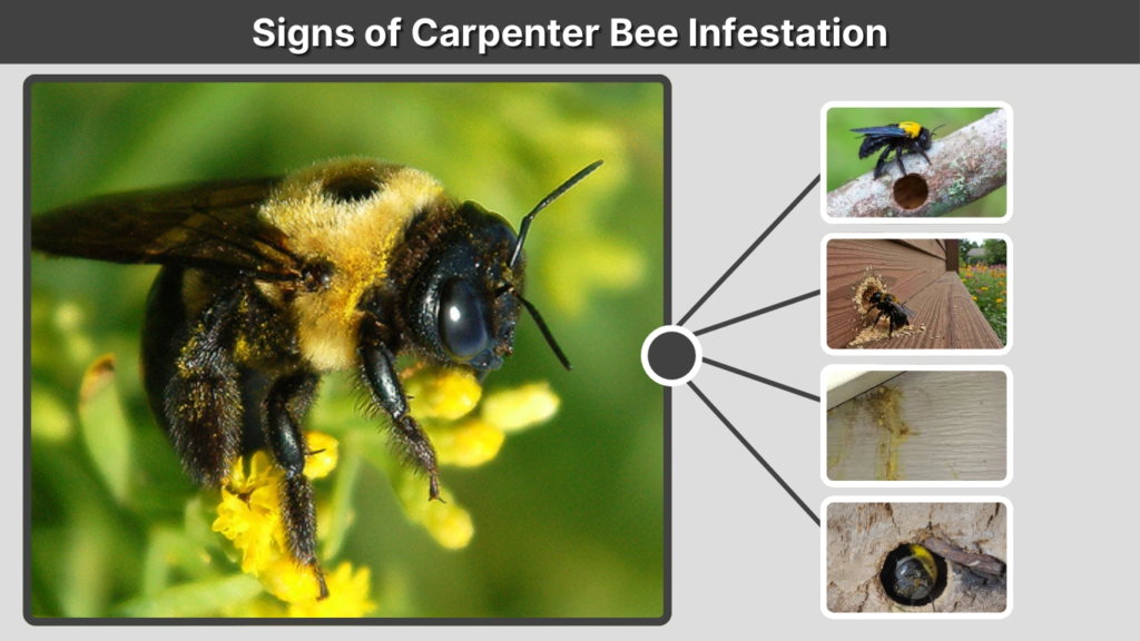 Signs of Carpenter Bee Infestation