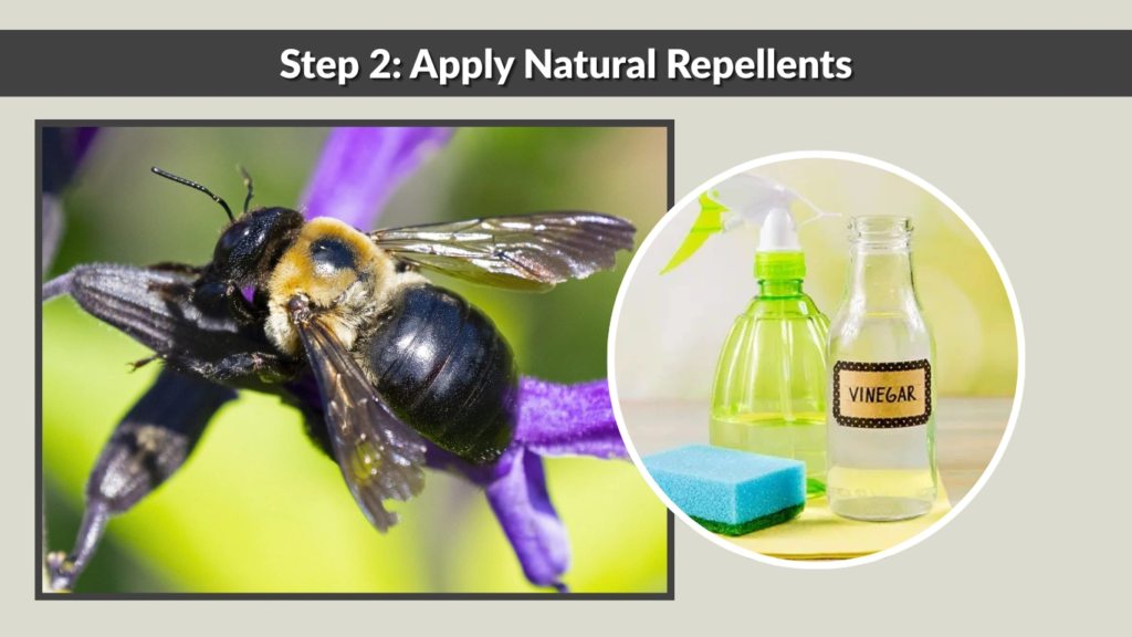 Step 2 Apply Natural Repellents
