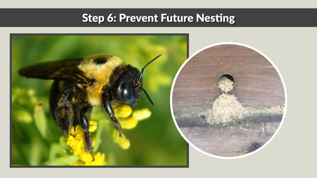 Step 6 Prevent Future Nesting
