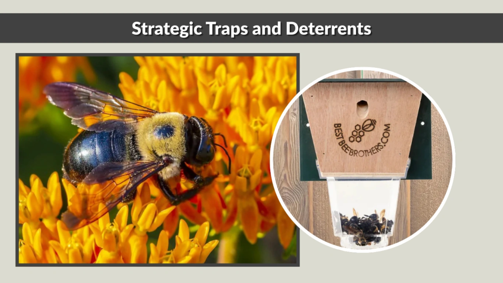Strategic Traps and Deterrents