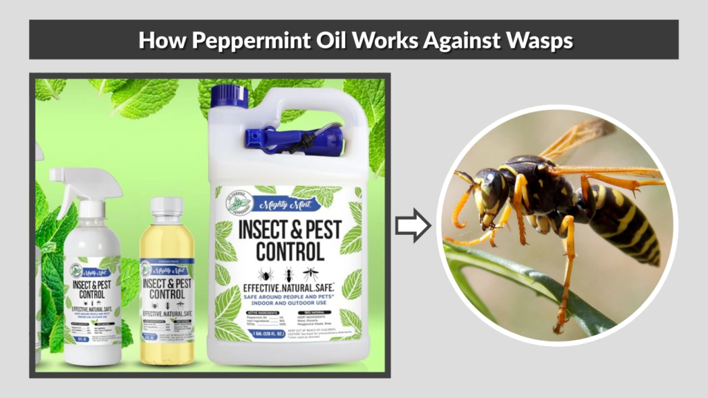 How Peppermint Oil Works Against Wasps