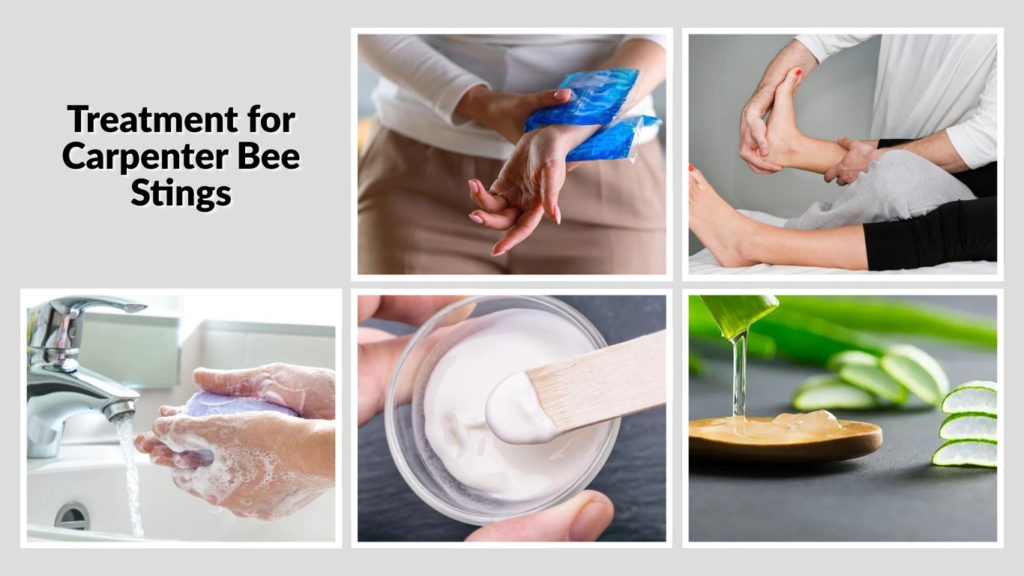 Treatment for Carpenter Bee Stings