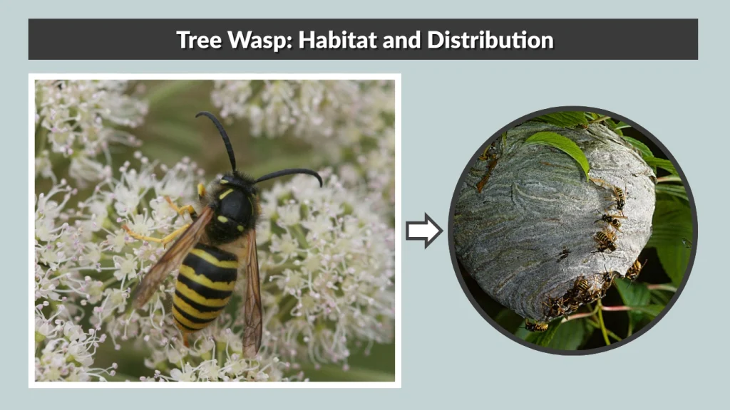 Tree Wasp Habitat and Distribution