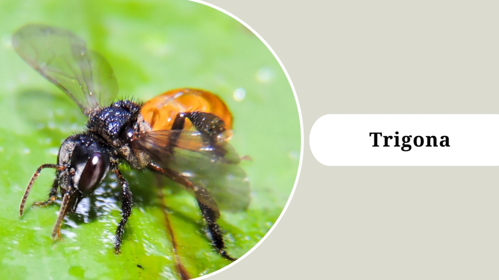 Trigona 