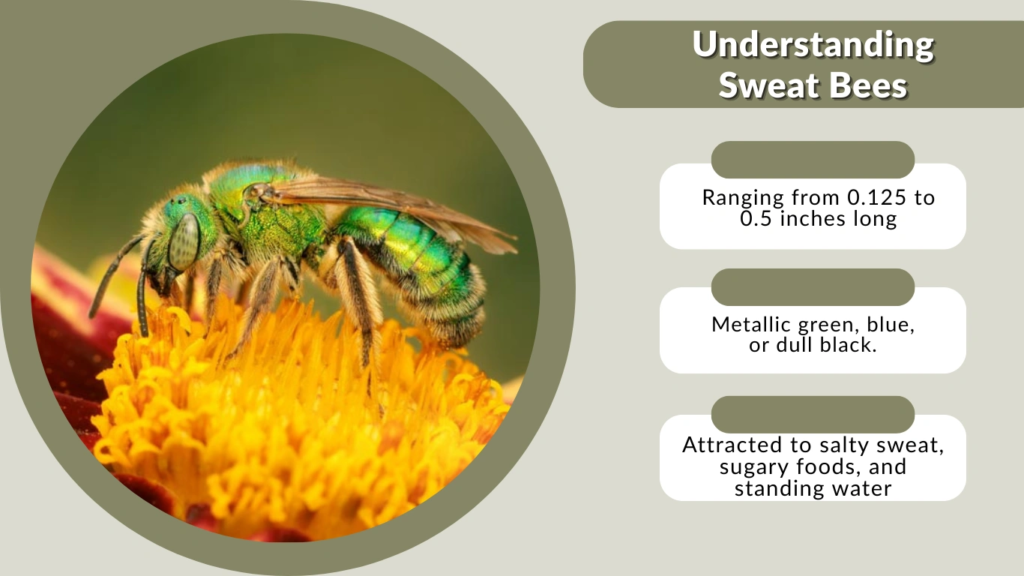 Understanding Sweat Bees