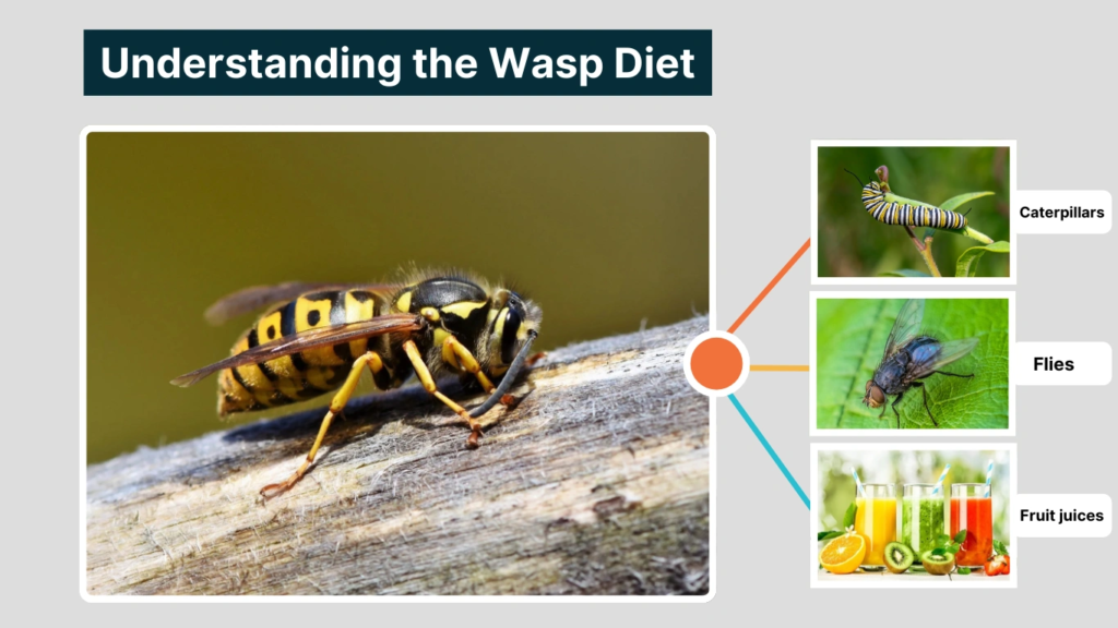 Understanding the Wasp Diet