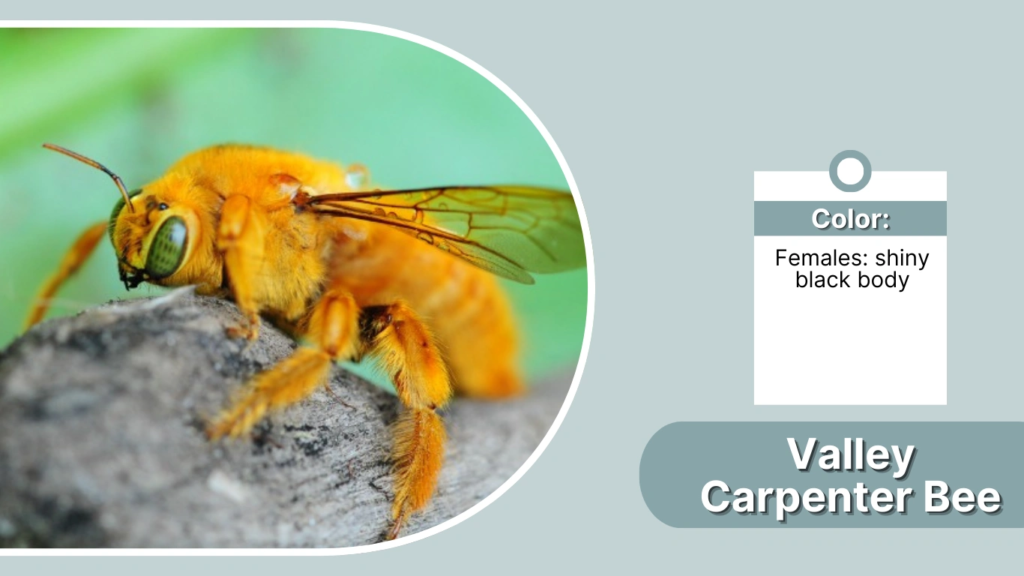 Valley Carpenter Bee