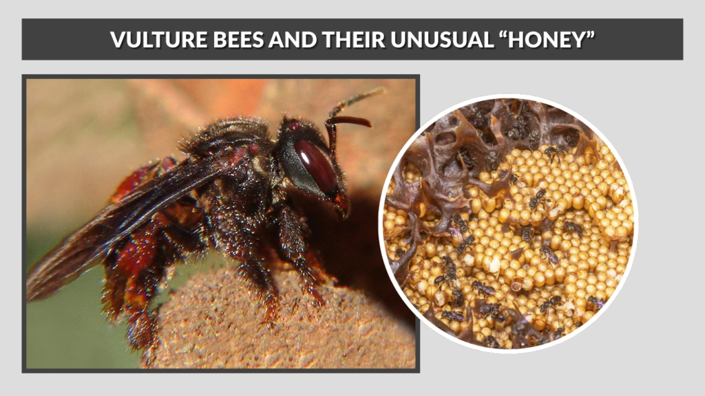 How Do Bees Make Honey Step By Step Process