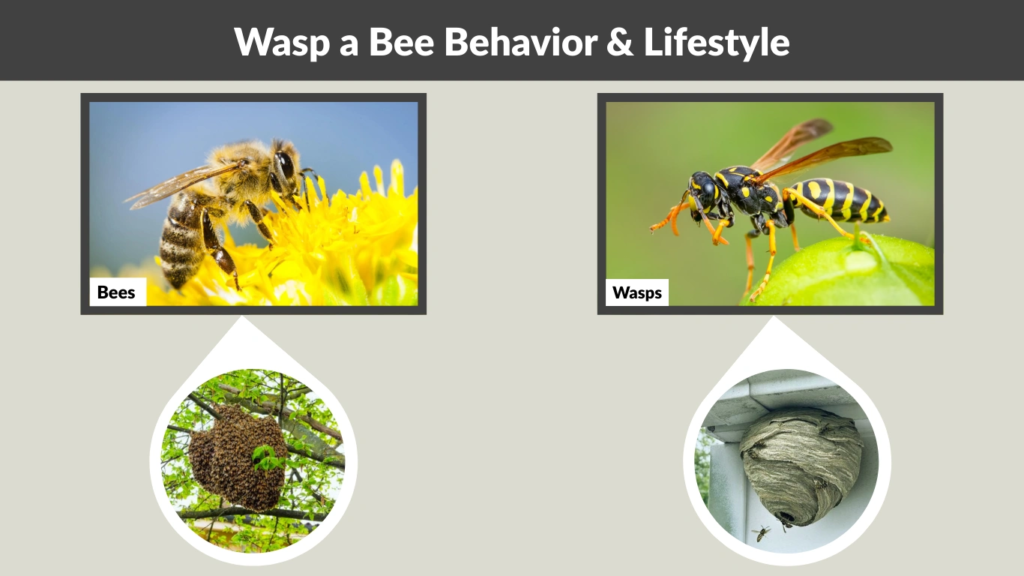 Wasp a Bee Behavior & Lifestyle
