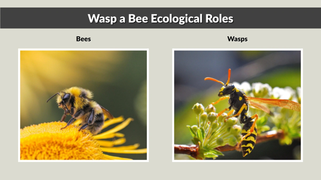 Wasp a Bee Ecological Roles
