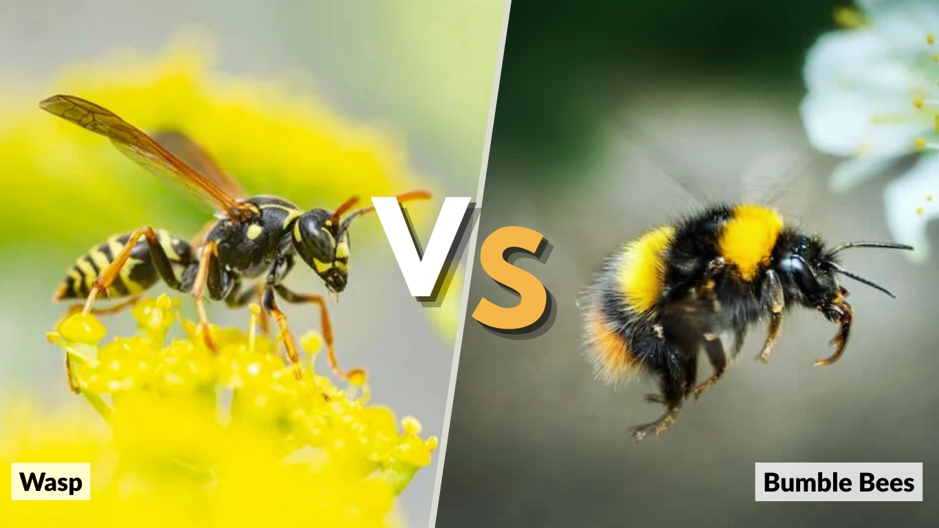 Wasp vs Bumblebee 7 Key Differences Between Them