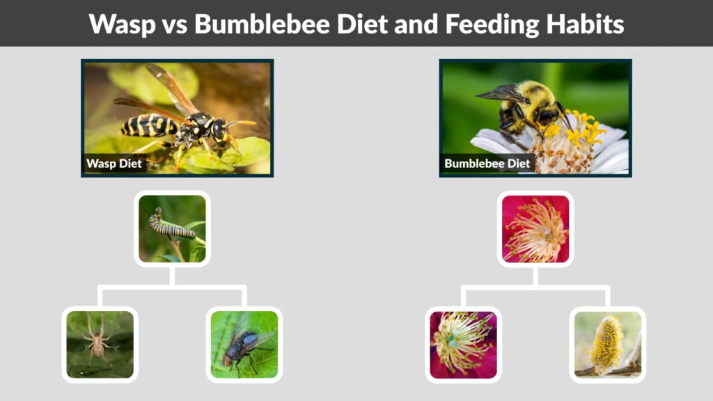 Wasp vs Bumblebee Diet and Feeding Habits