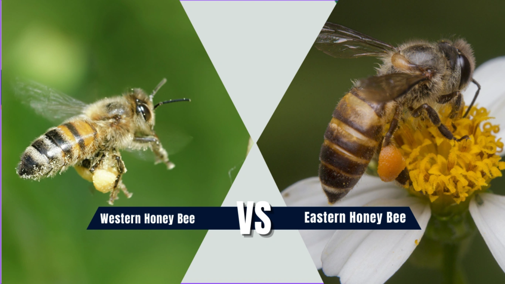 Western Honey Bee vs Eastern Honey Bee