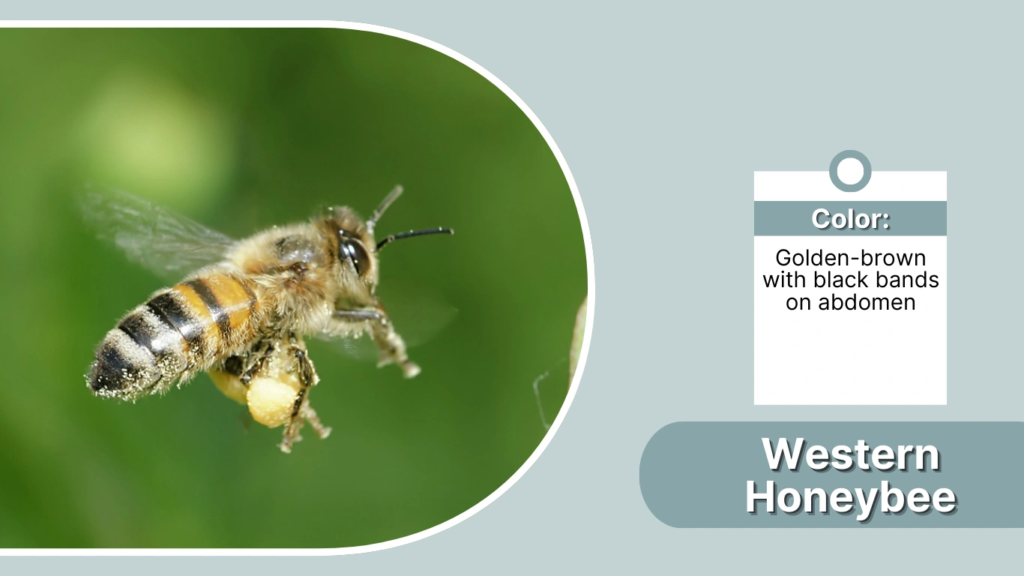 Western Honeybee
