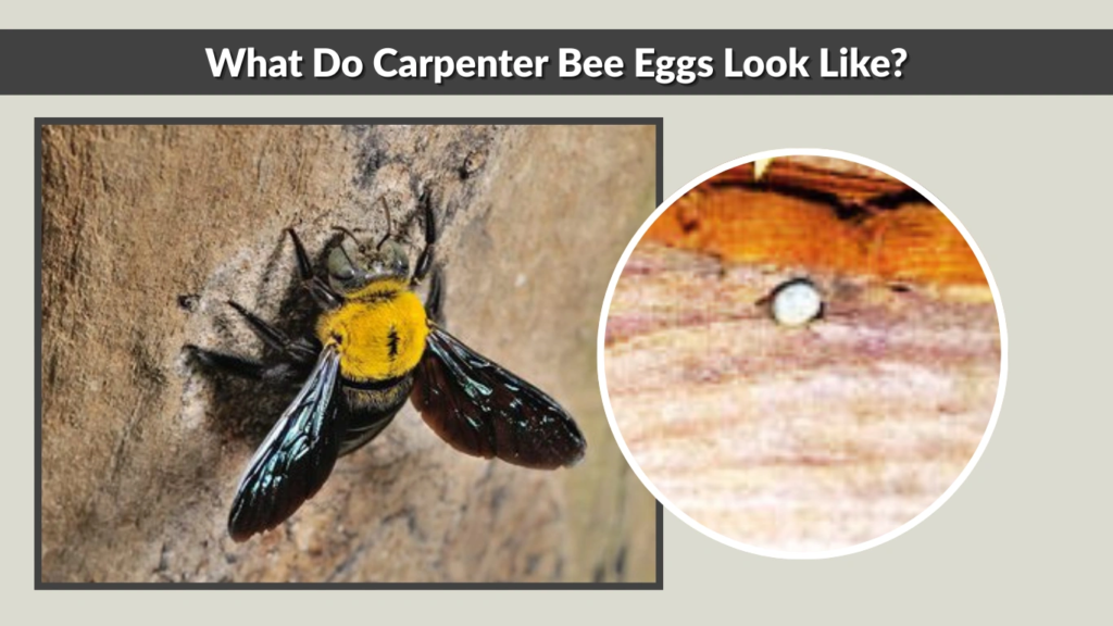 What Do Carpenter Bee Eggs Look Like