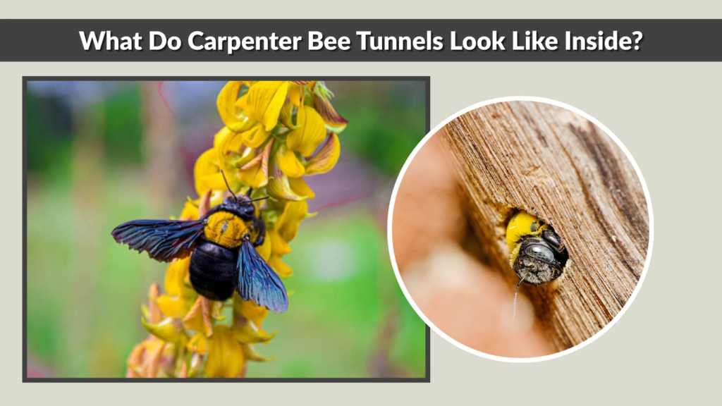 What Do Carpenter Bee Tunnels Look Like Inside