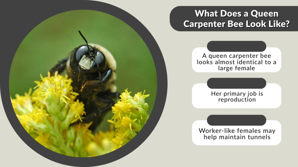 What Does a Queen Carpenter Bee Look Like