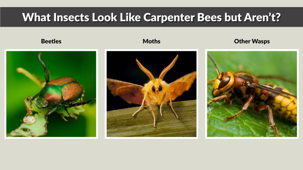 What Insects Look Like Carpenter Bees but Aren’t