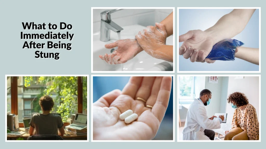 What to Do Immediately After Being Stung