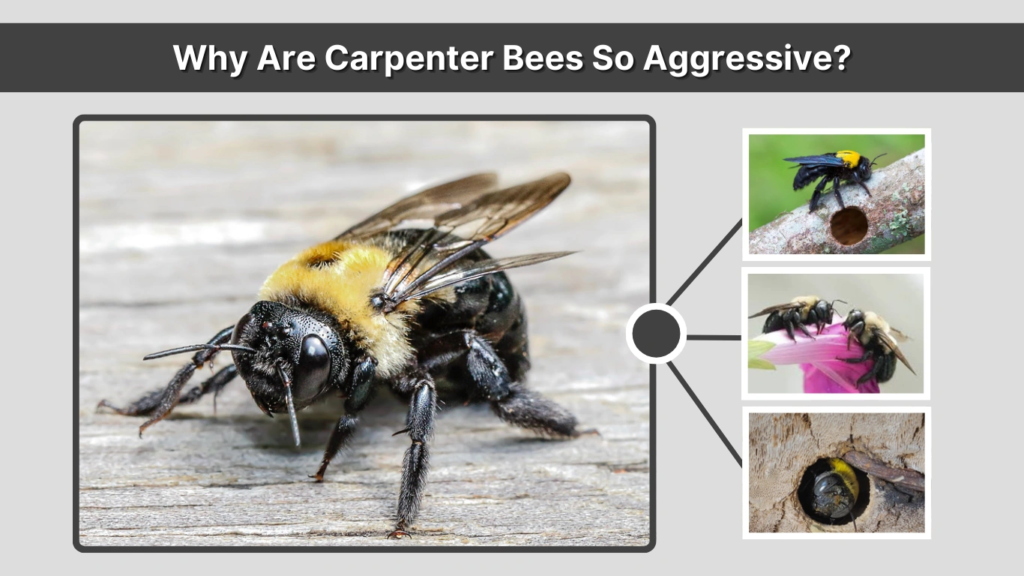 Why Are Carpenter Bees So Aggressive