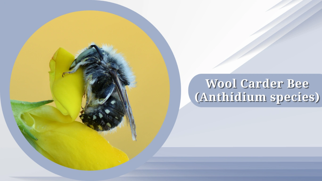 Wool Carder Bee (Anthidium species)