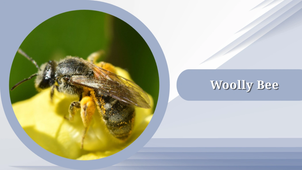Woolly Bee