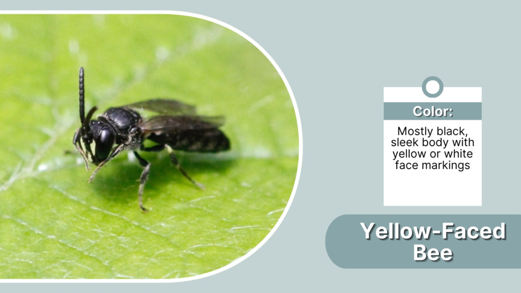 25 Different Types of Bees: Identification With Pictures