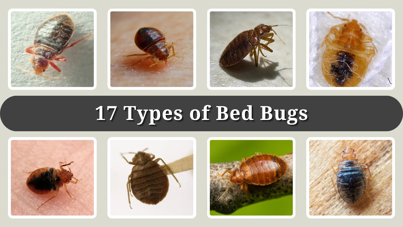 17 Types of Bed Bugs Identification, Habits, and Control