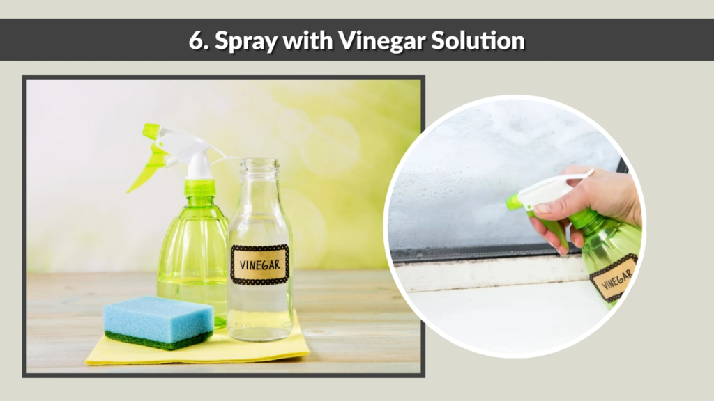 6. Spray with Vinegar Solution