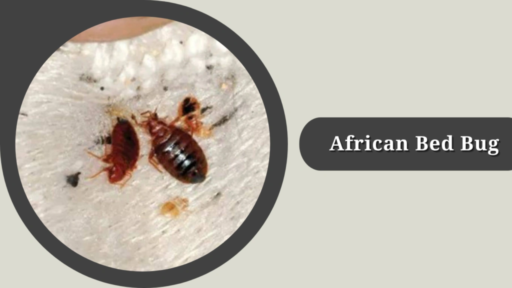 African Bed Bug