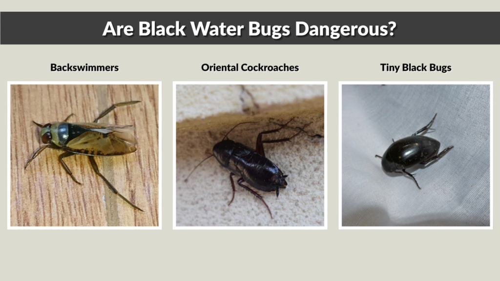 Are Black Water Bugs Dangerous