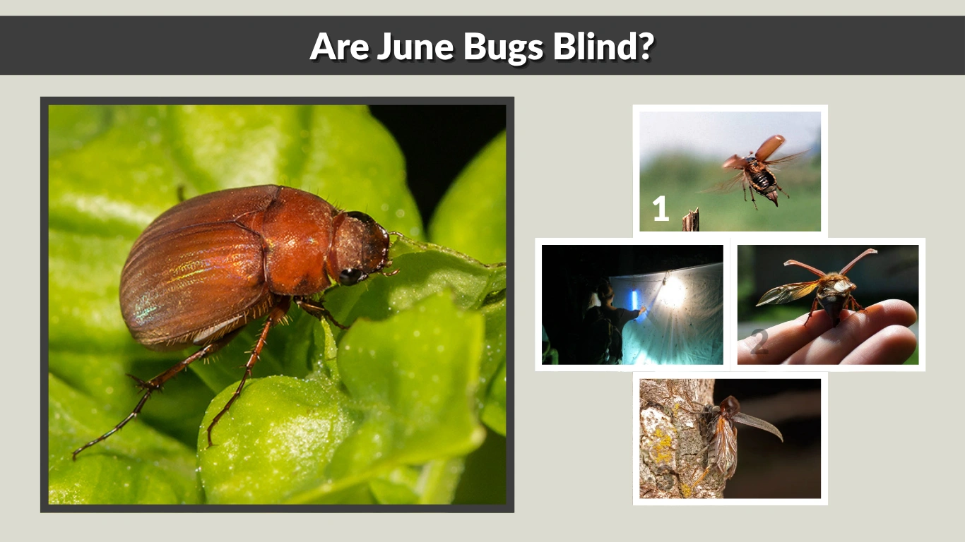 Are June Bugs Blind Myths, Science, and Surprising Facts