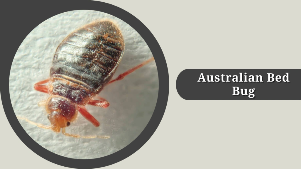 Australian Bed Bug